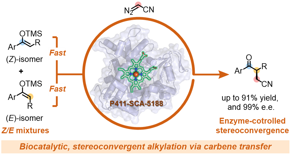 Dual-function enzyme catalysis for enantioselective carbon