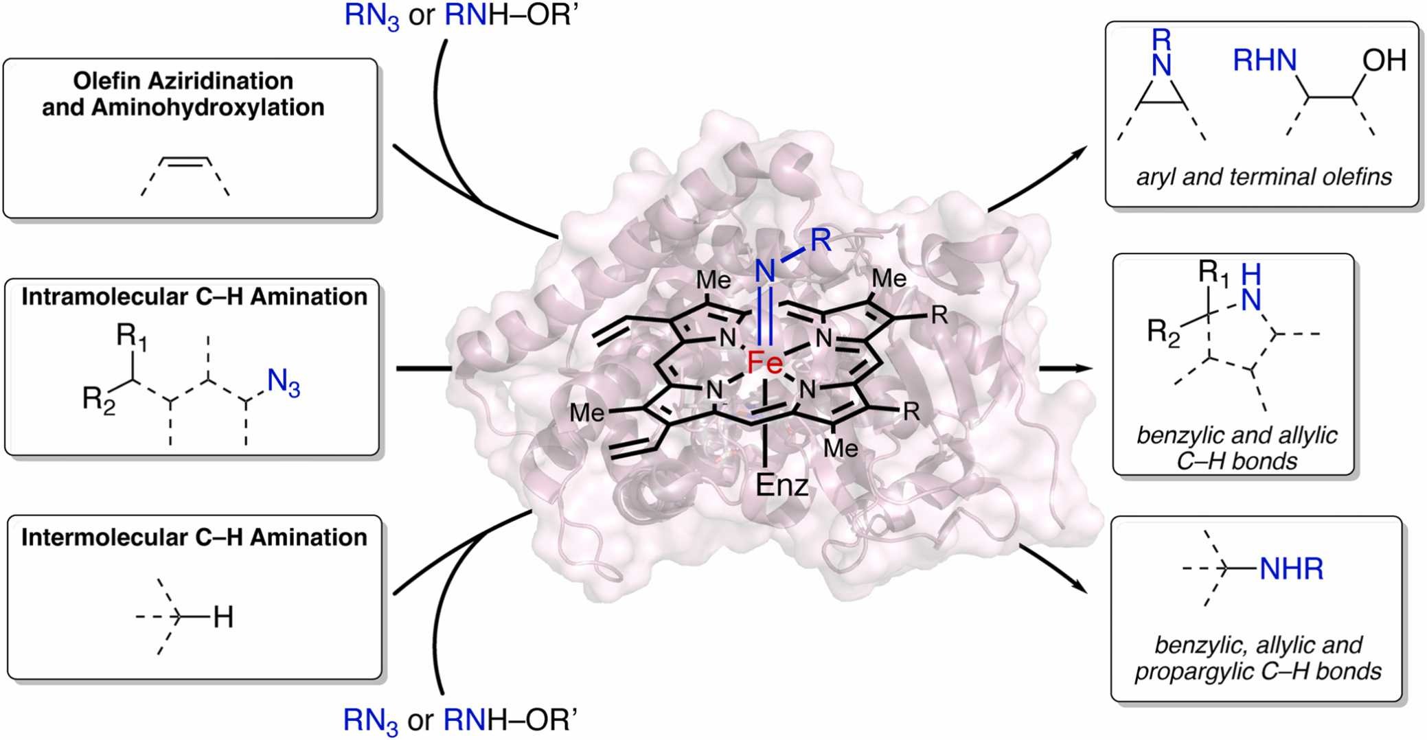 Dual-function enzyme catalysis for enantioselective carbon