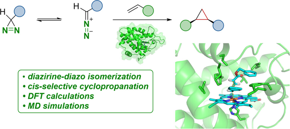 Dual-function enzyme catalysis for enantioselective carbon